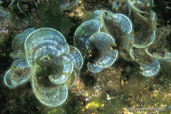  Padina pavonica (Scroll Algae)